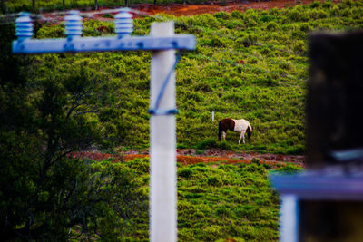 View of a horse on field