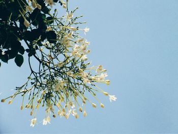 Low angle view of flowers on tree