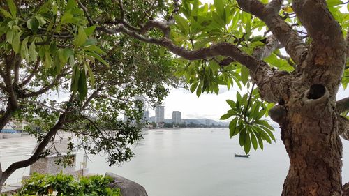 Trees by river against sky
