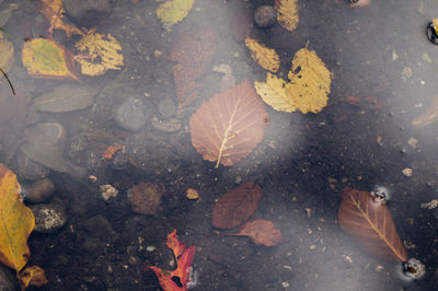 High angle view of maple leaves fallen in water