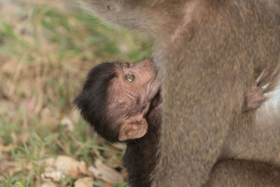 Close-up of long-tailed macaque with infant at zoo