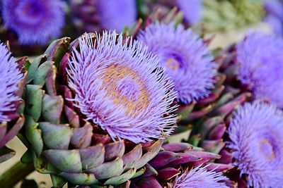 Close-up of purple flowering plant