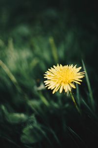 Close-up of yellow flower blooming outdoors