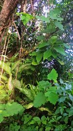 Trees growing in forest