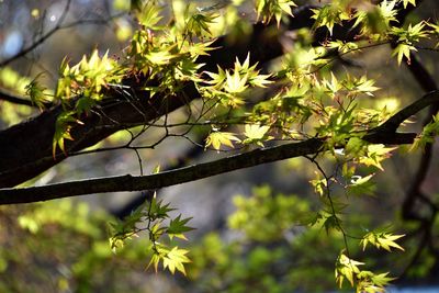 Low angle view of leaves on tree