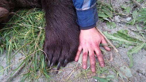 Low section of man feeding horse