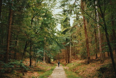 Rear view of person walking on footpath amidst trees in forest