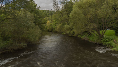 River flowing amidst trees in forest