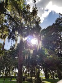 Low angle view of trees in forest against sky