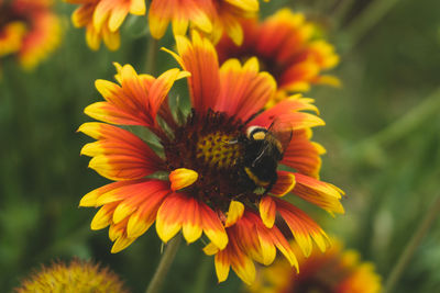 Close-up of insect on yellow flower