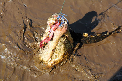 High angle view of dead fish in water