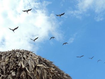 Low angle view of seagulls flying against sky