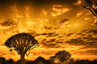 Palm trees against sky during sunset