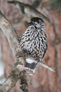 Close-up of bird perching on branch