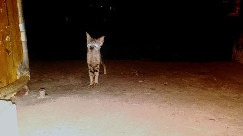 Cat looking up at night