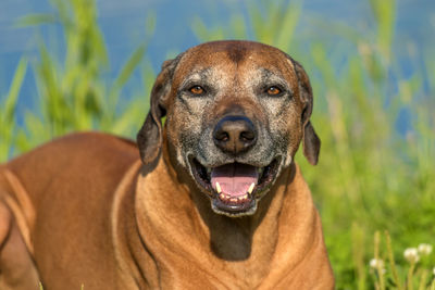 Close-up portrait of a dog