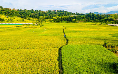 Scenic view of agricultural field