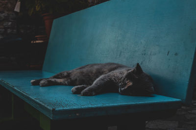 Cat sleeping on table