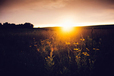 Scenic view of field against sky during sunset