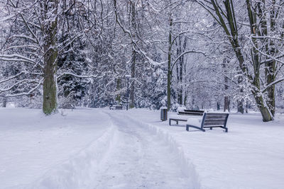 Snow covered road amidst trees on field during winter