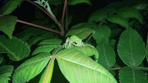 Close-up of insect on leaves