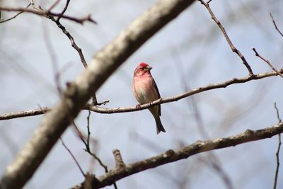Low angle view of bird perching on branch