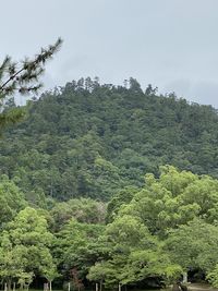 Scenic view of forest against sky