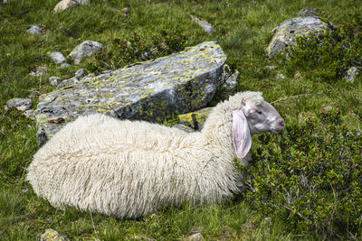 Side view of sheep on field