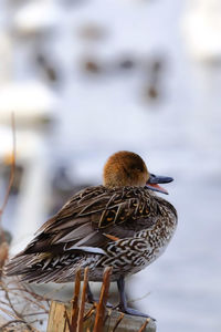 Close-up of bird perching on a lake