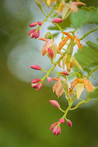 Close-up of red flowering plant