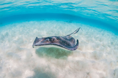 Fish swimming in sea