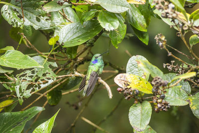 Bird perching on a plant