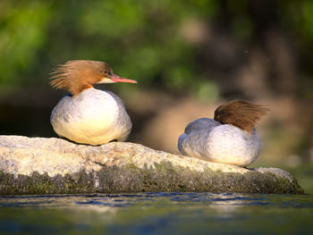 Close-up of birds perching on a lake