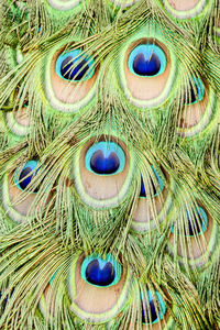 Full frame shot of peacock