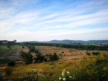 Scenic view of field against sky