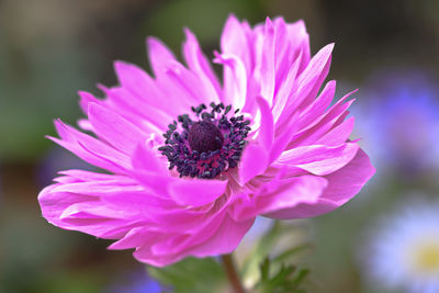 Close-up of pink flower