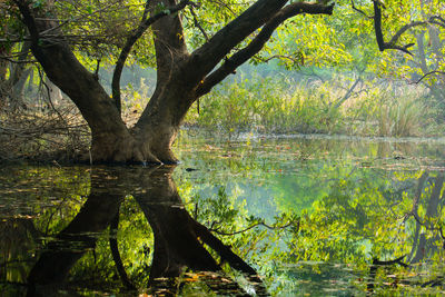 Trees by lake in forest