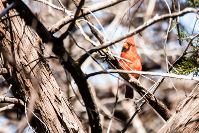 Bird perching on bare tree