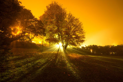 Trees on landscape at sunset
