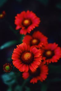 Close-up of red daisy flowers