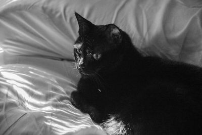 Cat relaxing on the bed.