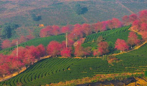 High angle view of trees growing in field