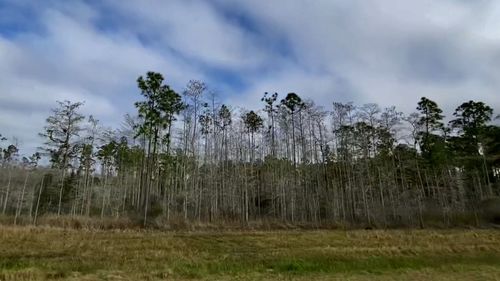 Panoramic view of trees on field against sky