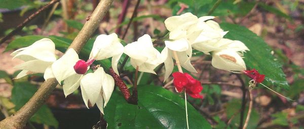 Close-up of flowers growing on tree