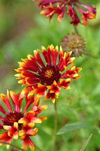 Close-up of red flowering plant