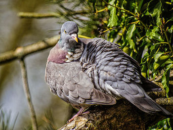 Close-up of pigeon perching on tree