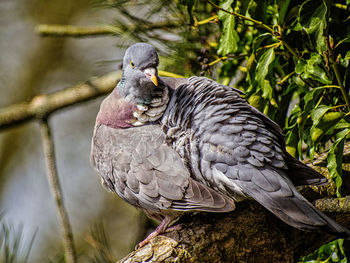 Close-up of bird perching on tree