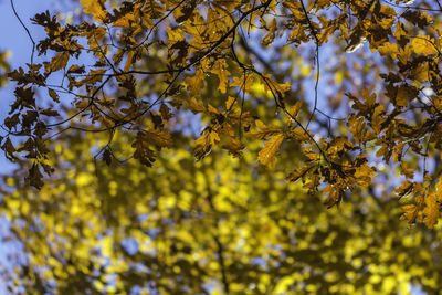 Picture of maple and oak tree leaves in fall