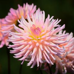 Close-up of flower blooming outdoors