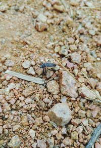 Close-up of insect on beach